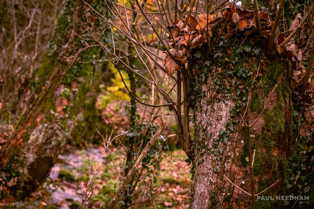 Foto: Paul Needham