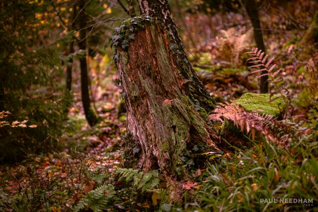Foto: Paul Needham