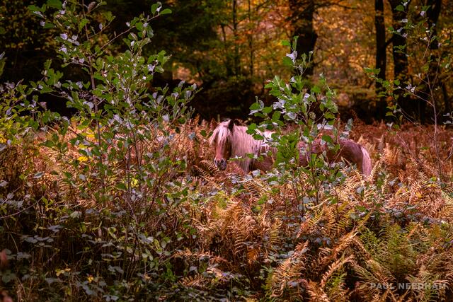 Foto: Paul Needham