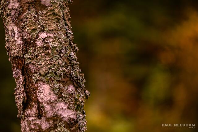 Foto: Paul Needham