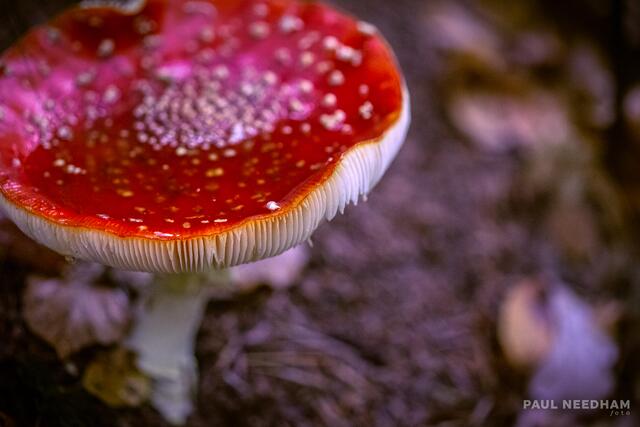 Foto: Paul Needham