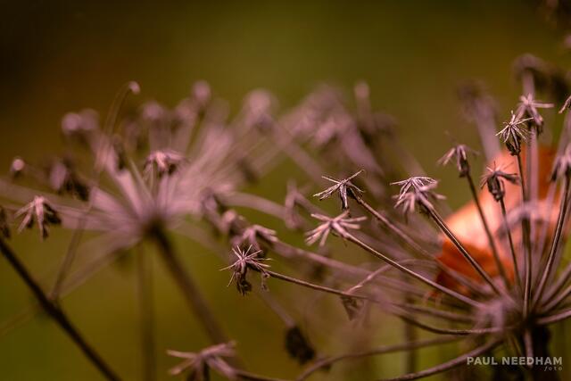 Foto: Paul Needham