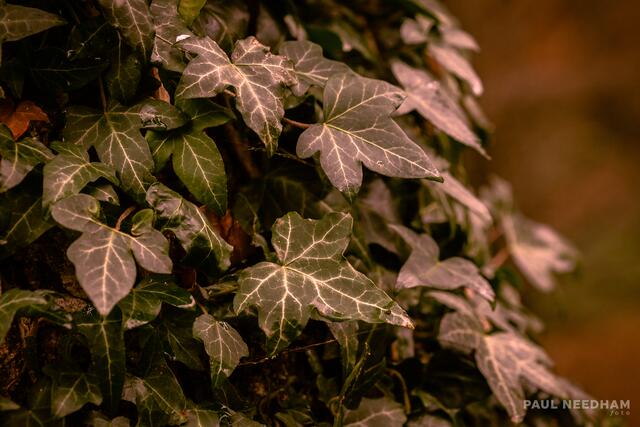 Foto: Paul Needham