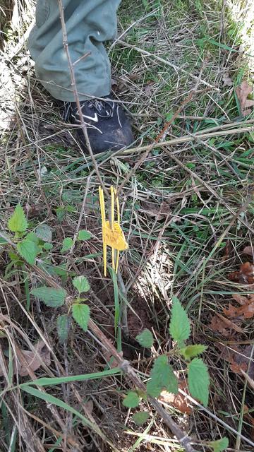 Zum Schluss gab es keine Röhren mehr. Somit mussten die Setzlinge vorerst mit einem Bisschutzclip versehen werden und bekommen nachträglich eine Schutzhülle. | Foto: Altschuck