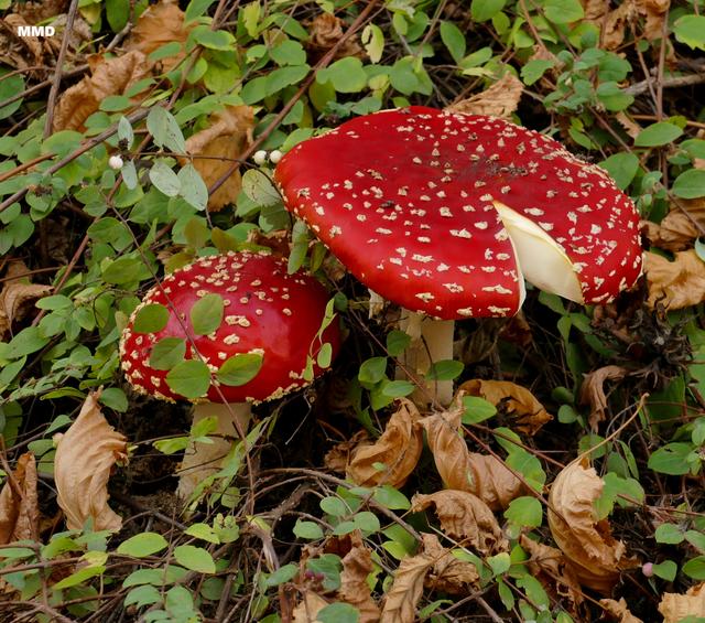 Fliegenpilz - rot leuchtend im Novembernebel - mitten in der Stadt
