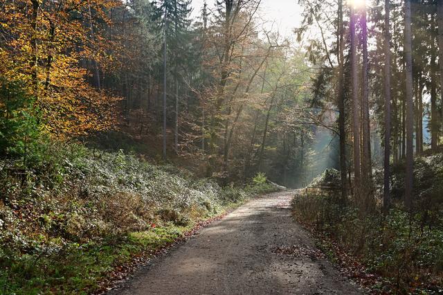 Herbstlicht | Foto: Ilona Schäfer