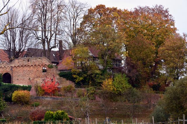 Herbst am Dörleberg - Reste der alten Stadtmauer Jockgrim | Foto: A. Abt