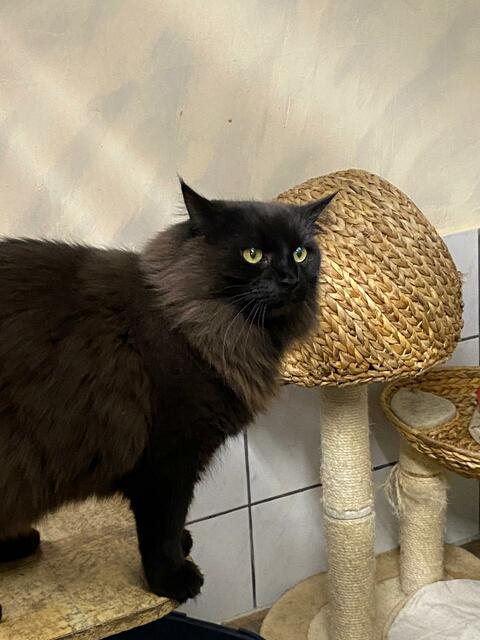 Hallo! Ich bin Fritz, meine Freundin Milly ist leider zu scheu und daher nicht auf dem Bild. Wir stammen aus einem Animal Hoarding Fall. Leider. Ich bin der Schmuser der Nation und ca 5 Jahre alt. Meine Freundin Milly ist ca 1,5 Jahre alt und sehr schüchtern. Inzwischen aber nimmt sie schon mal ein Leckerli von unseren Betreuern, ich helfe ich sehr, damit sie Vertrauen zu den Menschen fasst. Sozusagen bin ich Ihr Beschützer und daher wollen wir gerne gemeinsam ein neues Zuhause finden. Eine große Wohnung, mit katzensicherem Balkon oder Terrasse wäre super. Wenn wir uns eingewöhnt haben können wir auch gerne Freigänger werden.
