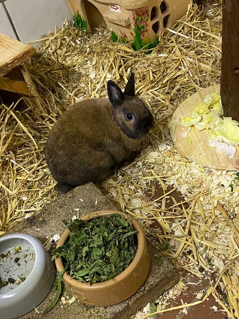 Ich bin Valero und habe leider mit meiner Freundin Maja  schlechte Erfahrungen mit kleinen Kindern gemacht. Wir suchen bitte ein Zuhause mit Kindern mind. ab 14 Jahren. Wir leben zur Zeit im Innengehege vom Tierheim können uns aber nach entspr. Eingewöhnung auch ein Gehege draußen vorstellen. Wir brauchen Platz, weil wir - wie es sich für ordentliche Kaninchen gehört, auch gern mal rennen und Haken schlagen :-)