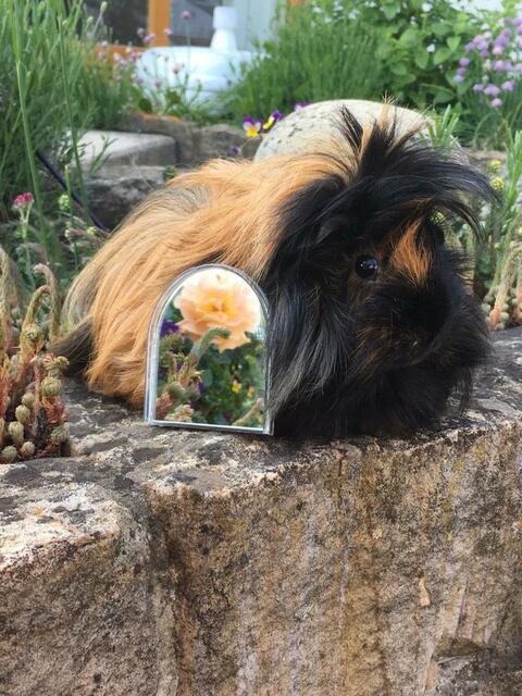 unsere Merli Dame ROSI  mit Spiegel im Garten fotografiert