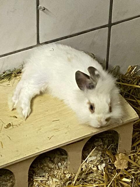 Hallo ! Ich suche auch ein neues Plätzchen aber bitte nicht zu klein, bisher wurde ich im Vogelkäfig 40 auf 40 cm gehalten. Gott sei Dank hat mich eine Nachbarin geholt und ins Tierheim gebracht . Ich bin ein total süßes Karnickel und freue mich sehr über Interesse !!