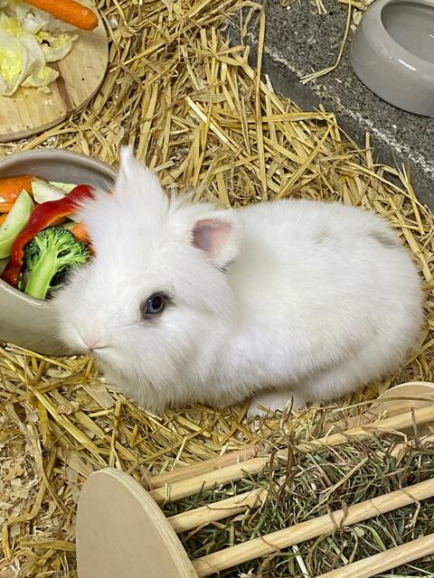 Ich bin Maja und habe leider mit meinem Freund Valero schlechte Erfahrungen mit kleinen Kindern gemacht. Wir suchen bitte ein Zuhause mit Kindern mind. ab 14 Jahren. Wir leben zur Zeit im Innengehege vom Tierheim können uns aber nach entspr. Eingewöhnung auch ein Gehege draußen vorstellen. Wir brauchen Platz, weil wir - wie es sich für ordentliche Kaninchen gehört, auch gern mal rennen und Haken schlagen :-)