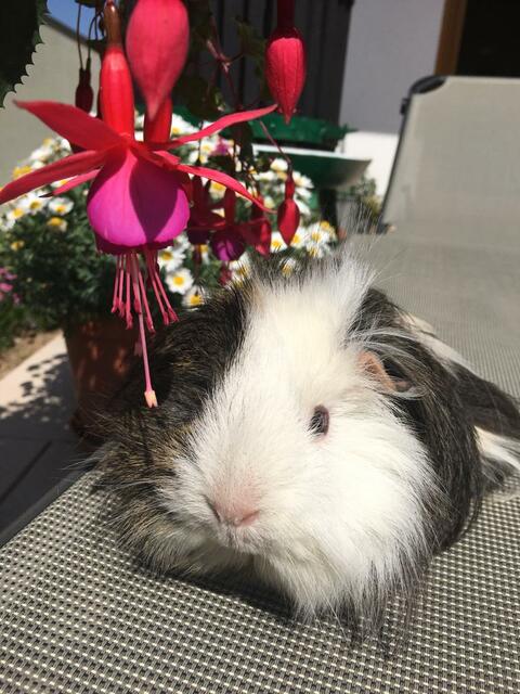MIMI als Blumen Merli 