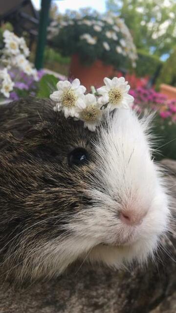 Unsere Merli Dame MIMI   
