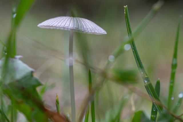 Pilzwelt aus der Sicht einer Ameise
 | Foto: Georg Beck
