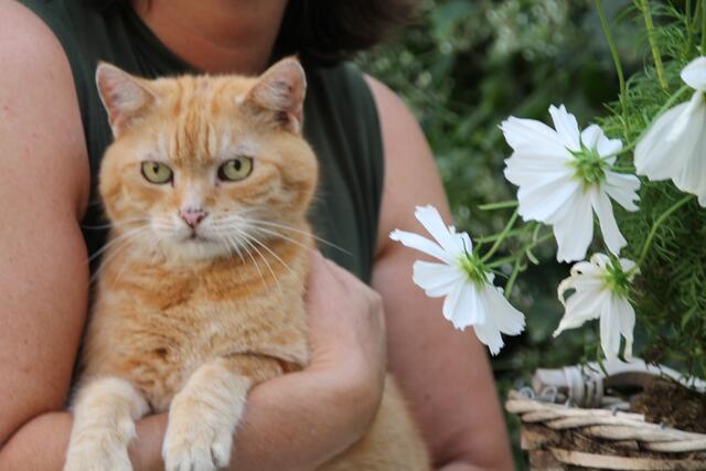 Mogget in seinem Garten