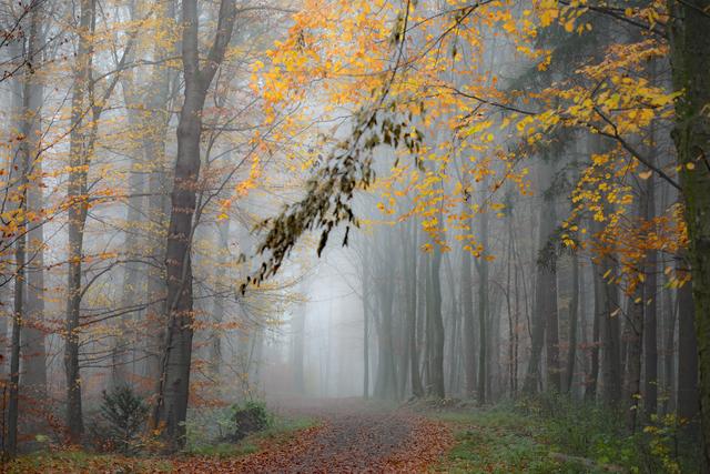 Novemberwald | Foto: Klaus Eppele