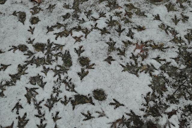 Ganz schön viel los auf dem Vorplatz ;-) | Foto: Brigitte Melder