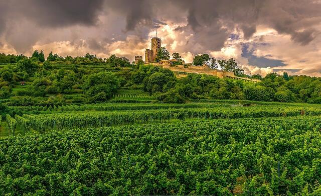 Die Weinlagen unterhalb der Wachtenburg bei Wachenheim