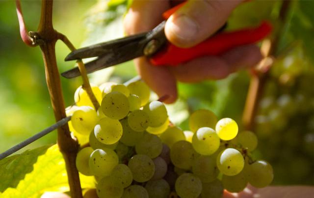 Biodynamie bedeutet mühevoller Handarbeit, ist aber gut für die Umwelt