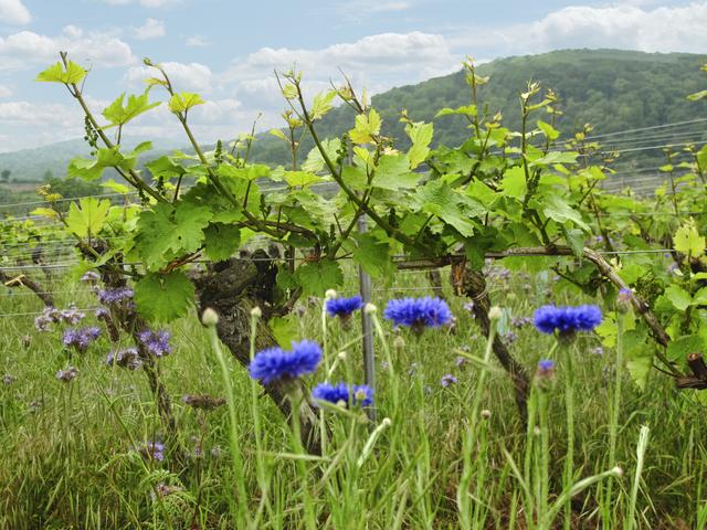 Stärkung der Artenvielfalt zwischen den Rebzeilen in den Weinbergen um Wachenheim