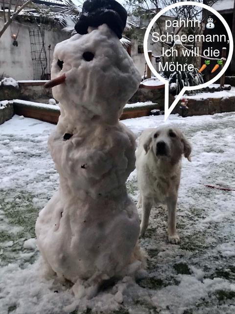 ... pahhh, Schneemann,
Ich will die Möhre  | Foto: Hund Noxy aus Ubstadt