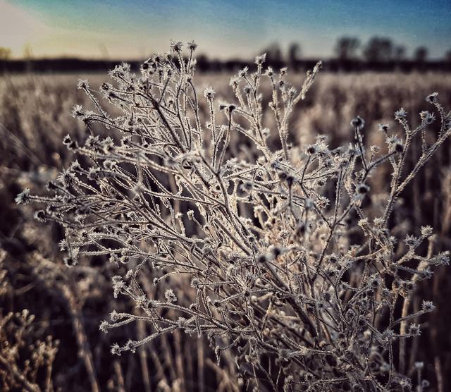 Gefrostete Reste des Sommers ...  | Foto: Anita Lemmert 