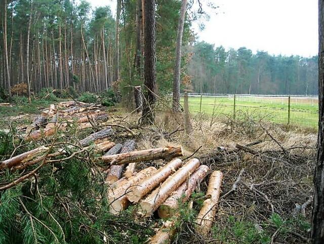 Südkurve Rennoval, Sonne blendet Pferde 
