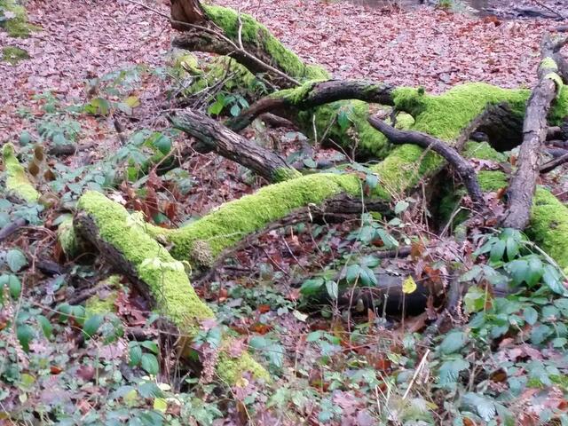 Grüne Äste | Foto: Markus Schowalter