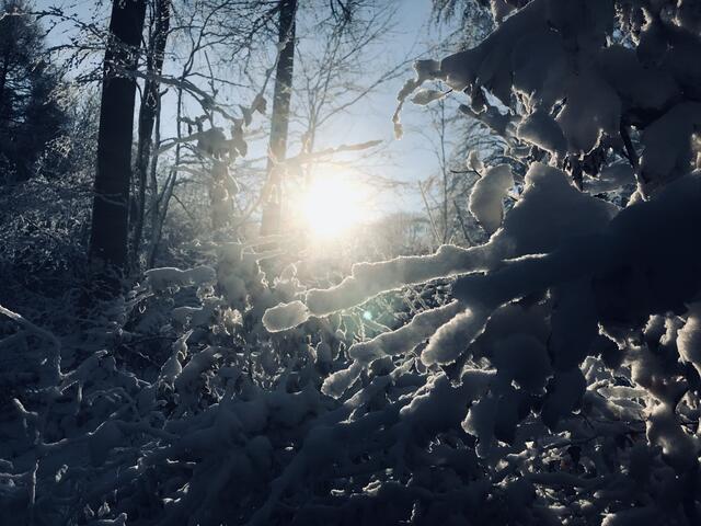 Verschneiter Wald bei Bad Dürkheim.