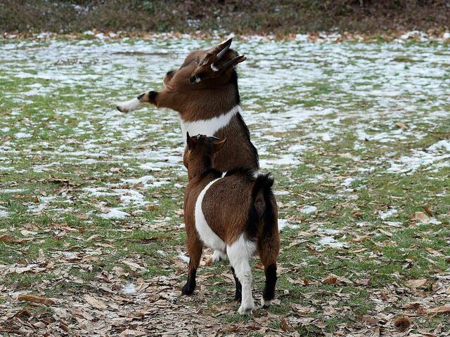 Zwei verspielte junge Ziegen am Lohnerhof (bei Carlsberg)