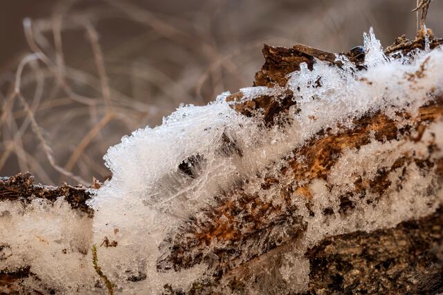 Ein seltenes Phänomen: Haareis
Fundort: Stilles Tal
Bild: privat / Georg Beck