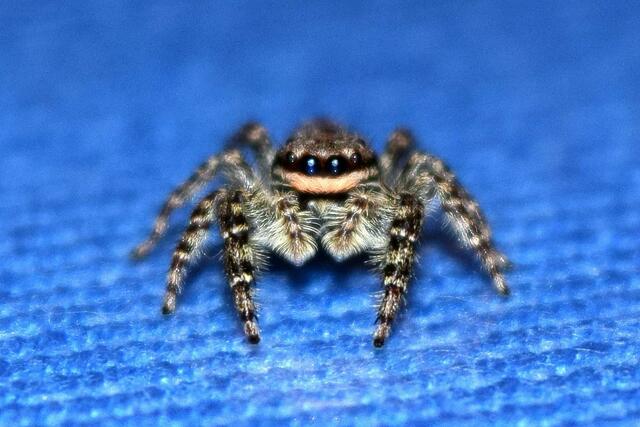 Rindenspringspinne auf dem Küchentisch (Bewohner der Feuerholzstapel ;-)) | Foto: Andreas Steil