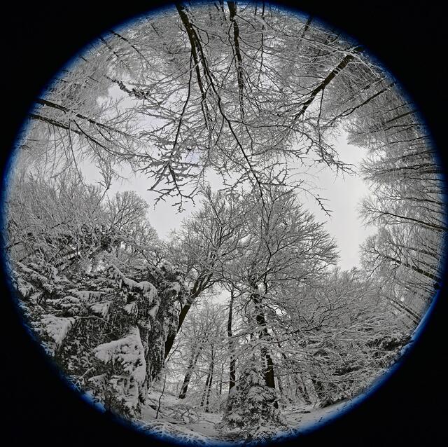 Schnee in der Pfalz | Foto: Ilona Schäfer