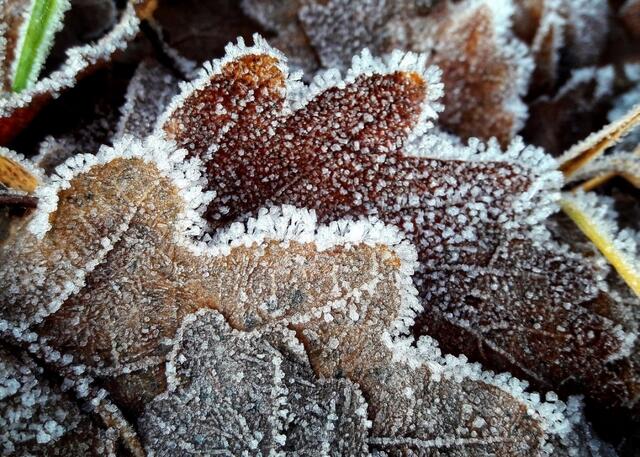 Frostige Blätter  | Foto: Anita Lemmert 