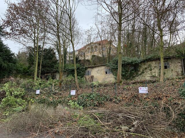 In der Schillerstraße in Neustadt an der Weinstraße wurden Bäume gefällt. Zum Vorschein kam dadurch ein altes Gebäude. Gerüchten zufolge war das 
 früher eine Kegelbahn. | Foto: Laura Braunbach