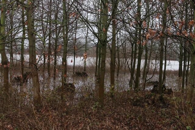 Dieses Foto wurde gegen 14.30 Uhr an der Petersau gemacht. Der Rhein ist leicht über die Ufer getreten, aber bisher keine Gefahr. | Foto: Gisela Böhmer