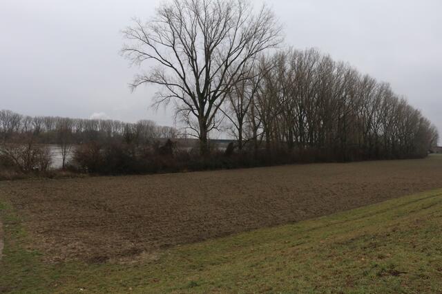 Das Vergleichsfoto. Auch am Sonntag, 31. Januar 2021, 14:30 Uhr, ist das Wasser noch nicht überall über die Ufer getreten, beziehungsweise an den Deich....aber.... | Foto: Gisela Böhmer