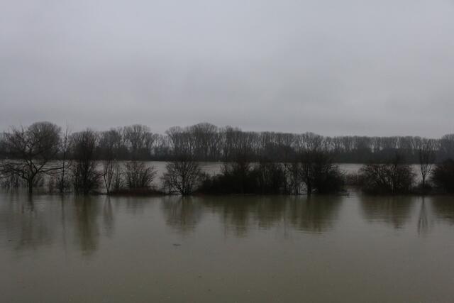 Der Rhein hat sich ein großes Stück Natur zurückgeholt. Die kommenden Tage zeigen, wie sich der Pegelstand entwickelt. | Foto: Gisela Böhmer