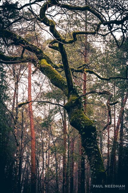 Foto: Paul Needham
