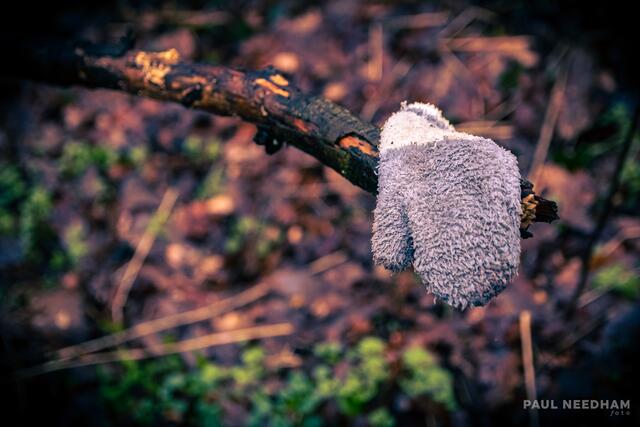 Foto: Paul Needham