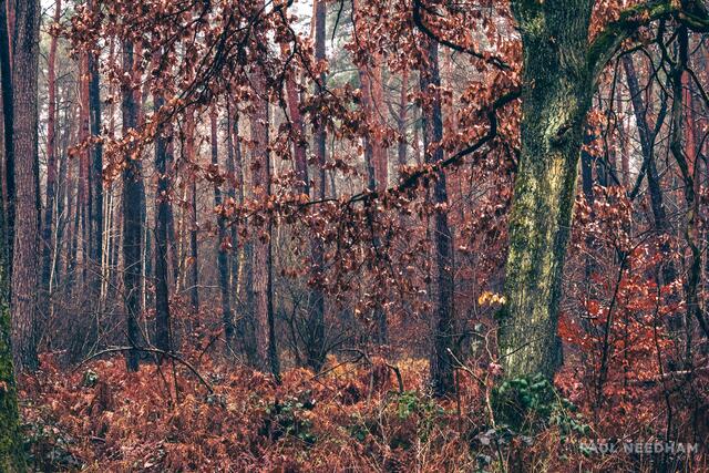 Foto: Paul Needham