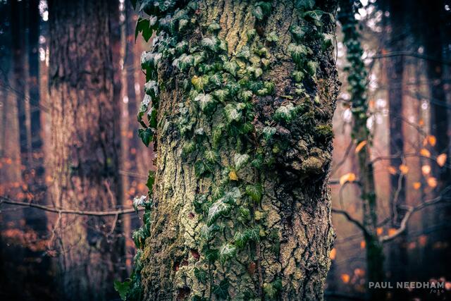 Foto: Paul Needham
