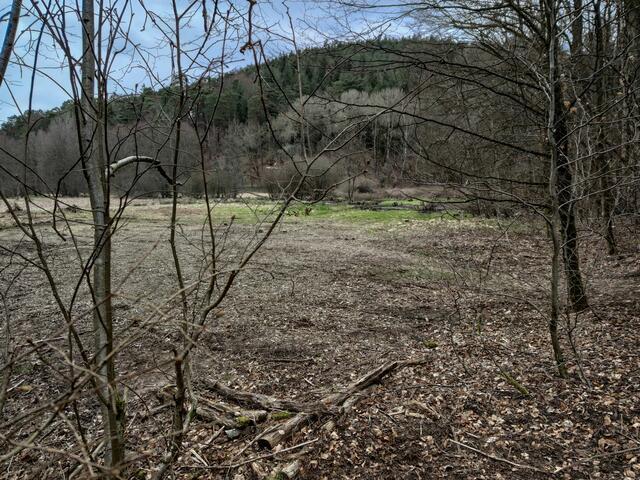 Das Wasser des Hoheneckermühlbachs versickert zu großen Teilen in den Feuchtwiesen des Naturschutzgebiets | Foto: Ursula Engelmann
