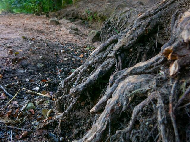 Auch das Wurzelwerk der Bäume in Ufernähe leidet unter dem Wasserrückgang | Foto: Ursula Engelmann