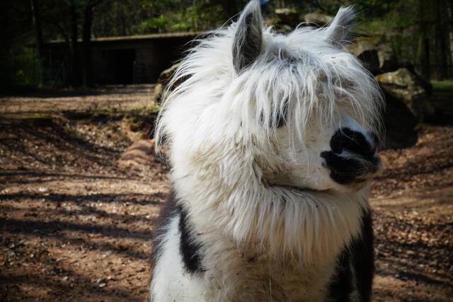 Wie wir Menschen könnte auch dieses Alpaka einen Haarschnitt gerade gut gebrauchen | Foto: Petra Rödler