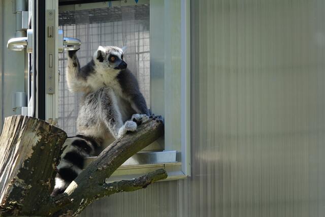 Wo bleiben die Besucher? Auch die Kattas sehnen die Rückkehr der Zoo-Gäste herbei. | Foto: Petra Rödler