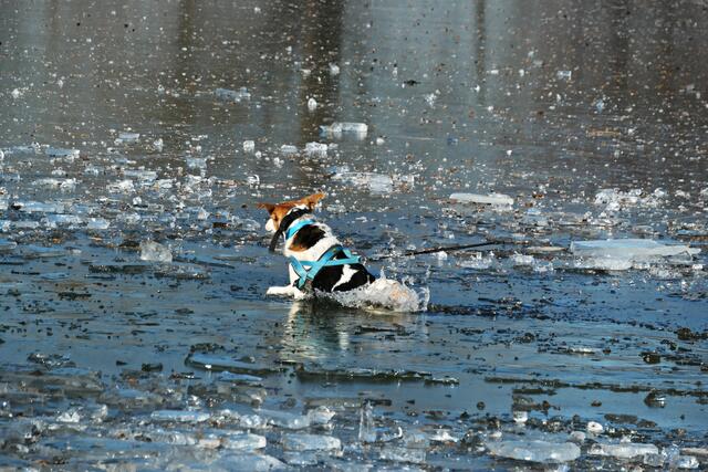 Und da ist es schon passiert! Rocky bricht ein | Foto: Brigitte Melder