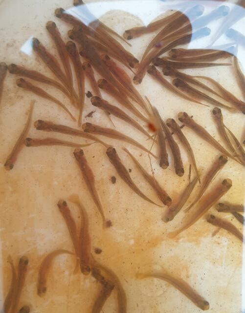 Wenn der Dottersack am Bauch aufgebraucht ist, sind die Jungfische etwa zwei Zentimeter groß. | Foto: PS