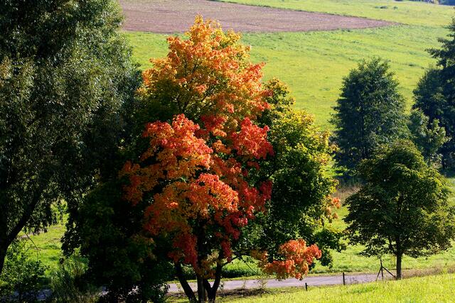 Im Herbst zeigt sich das Nordpfälzer Land in seinen schönsten Farben | Foto: ps